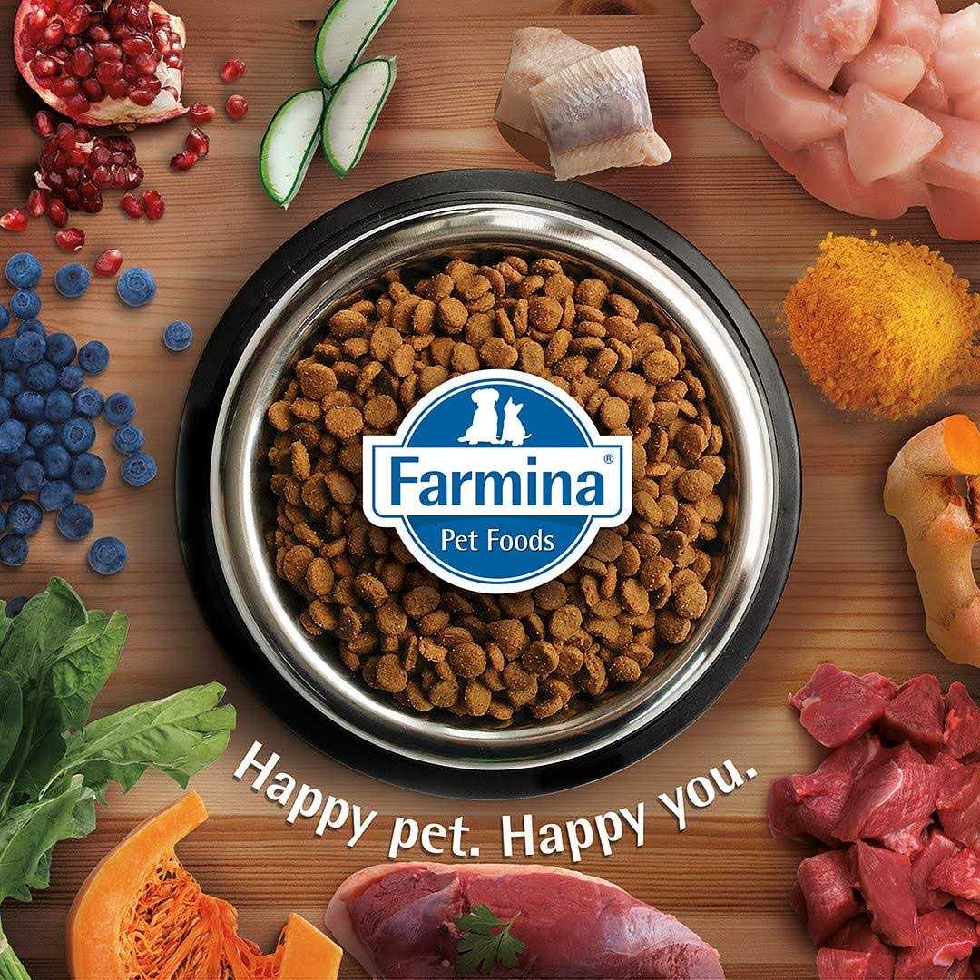 Grain Free Lamb & Blueberry Dry Cat Food Z1551